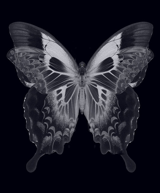 Butterfly - Zwart wit schilderij- plexiglas schilderij - kunst