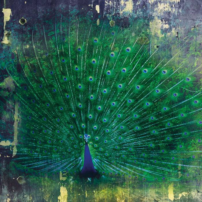 Peacock Square- plexiglas schilderij - kunst